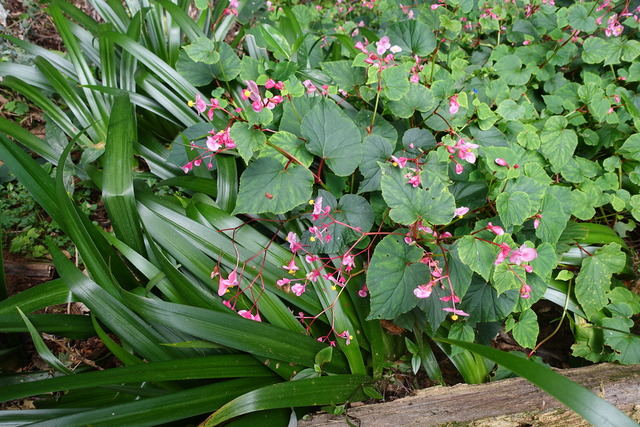 シュウカイドウ秋海棠　ピンクの花 (1)