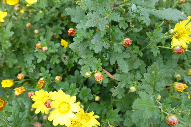 小菊　黄花　蕾紅 (1)