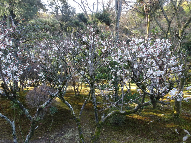 梅　白梅　松横満開 (1)