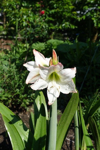 アマリリス　花 (1)