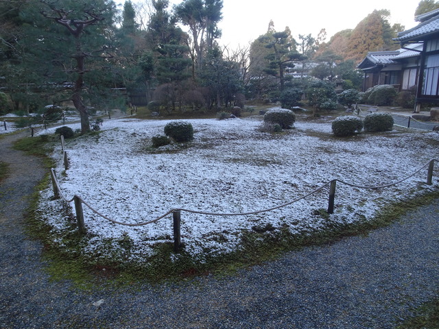 ツツジ（庭）　雪　ハンチング (8)