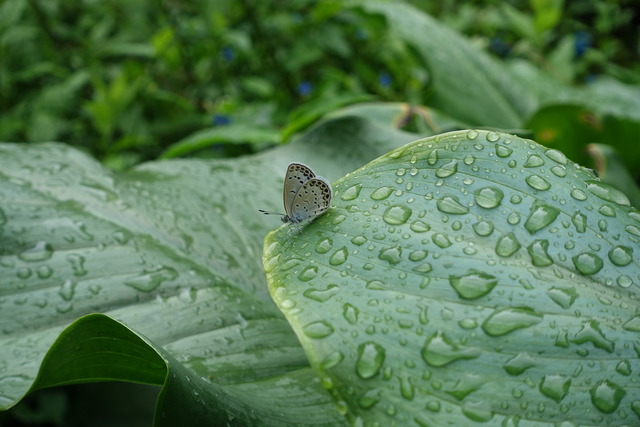 蝶々　カラー葉上　裏庭１ (3)