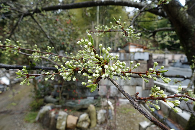 スモモ　花芽白 (3)