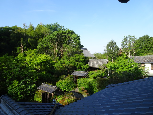 初夏の庭上より (1)