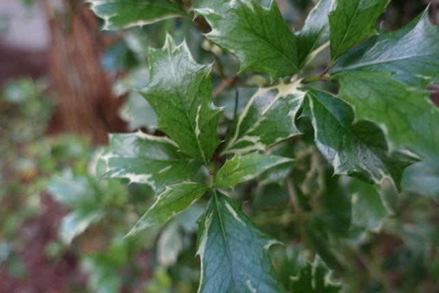 斑入り　ヒイラギ　池東 (2)