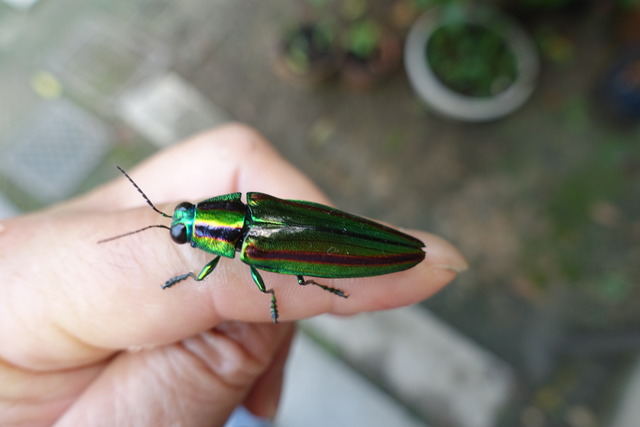 コガネムシ　 (15)