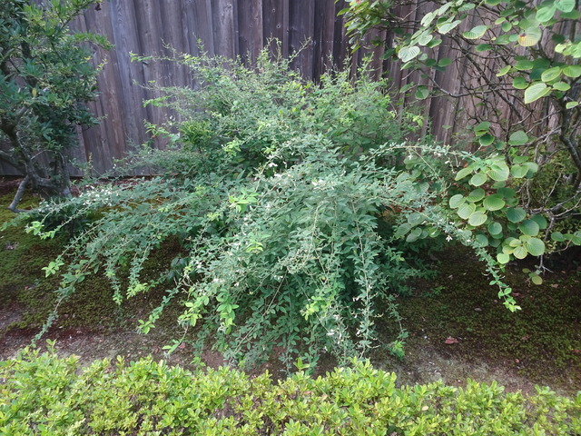 2508　萩の花　咲き始め (1)