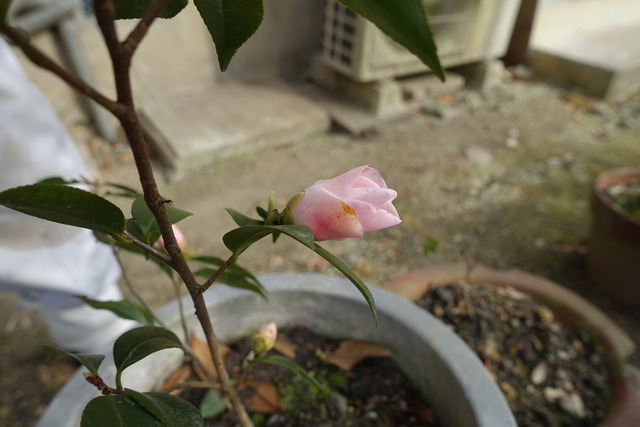 山茶花　ピンク　花開花 (1)