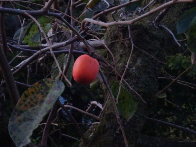 渋柿　残り柿　 (1)