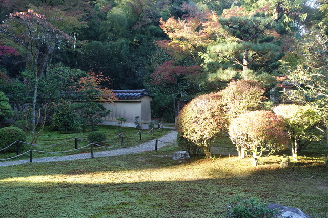 ドウダンツツジ　朝のライトアップ (3)