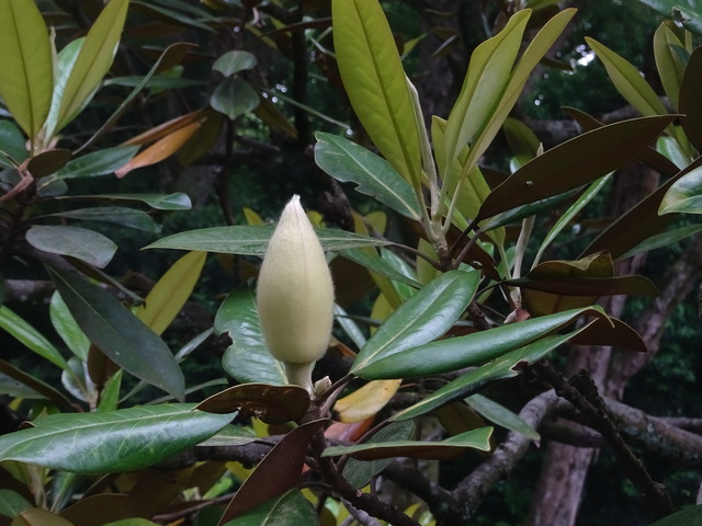 25　タイサンボク　花・蕾 (1)