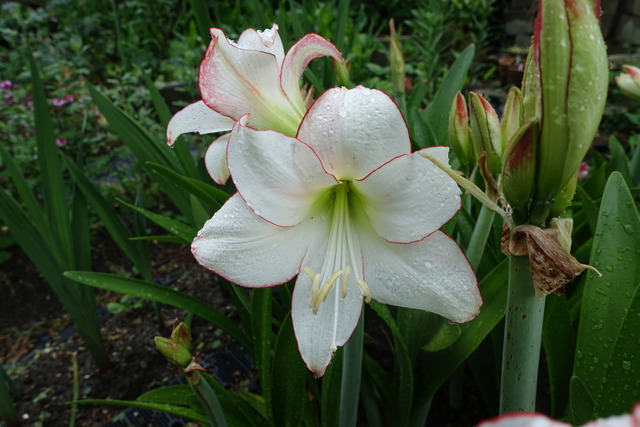 アマリリス　白花 (7)