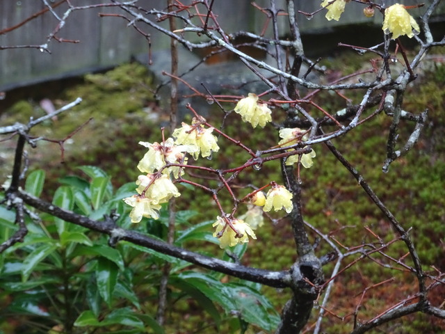 蝋梅　花　小さい苗 (3)