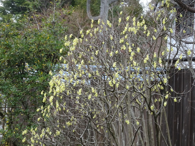 土佐水木　満開 (1)