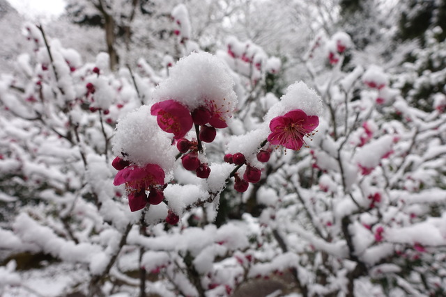 雪　紅梅2601 (4)