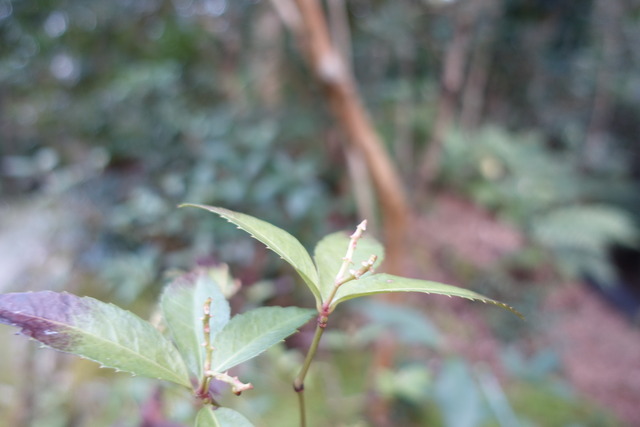 千両　赤　実無し　鳥食べる (2)