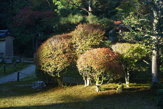 ドウダンツツジ　朝のライトアップ (4)