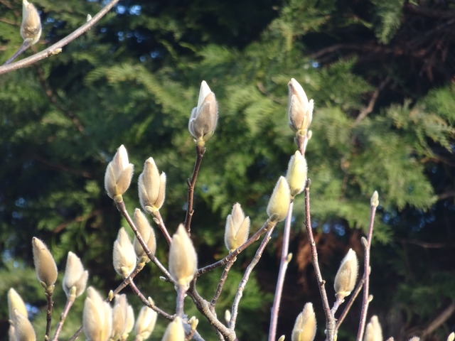 ハクレン　白　花