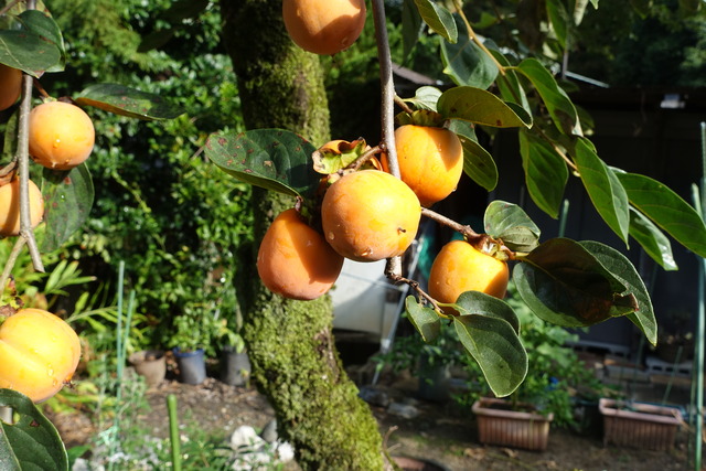 渋柿　熟し始め裏庭 (3)