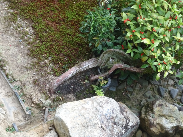 ハイビャクシン　庭　根っこ・幹一本 (1)