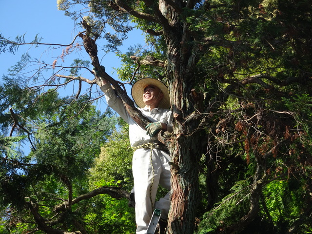 狸木に登る (3)