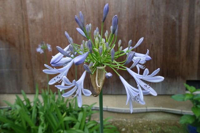 アガパンサス　母屋トイレの西　藤色の花 (1)