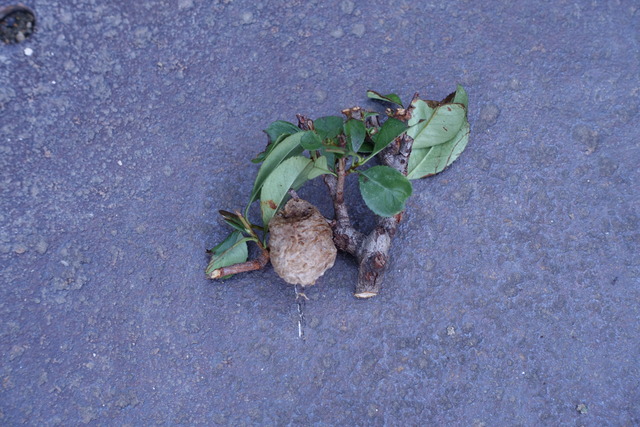 カマキリの卵 (1)