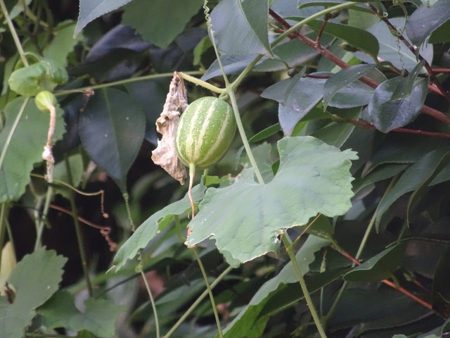 烏瓜　実・花2408 (2)