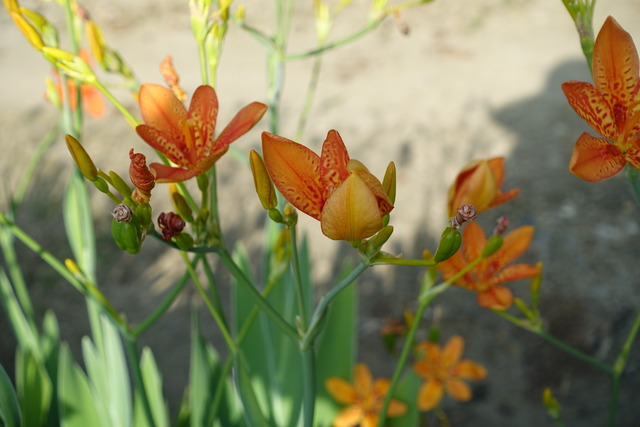 檜扇生花　日本庭園 (5)