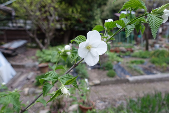 白山吹　漆小屋　白の花　実 (4)
