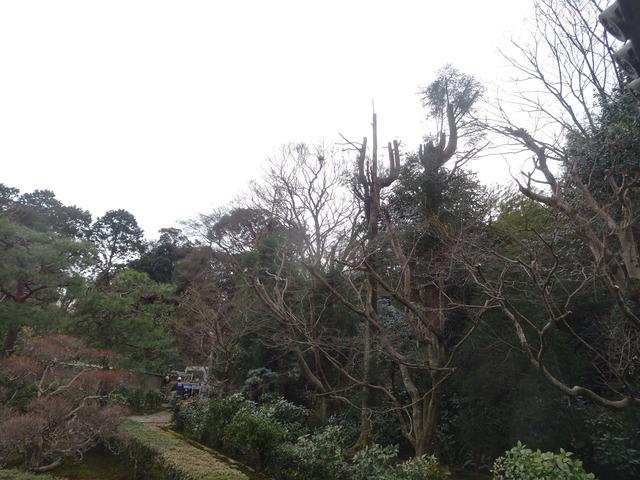 山門南東杉伐採工事 (68)あふたー