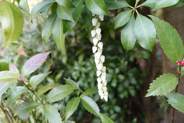 アケビ　花白　庭其の他 (5)