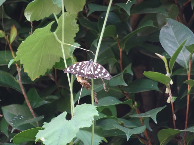 烏瓜　花・アゲハ (1)