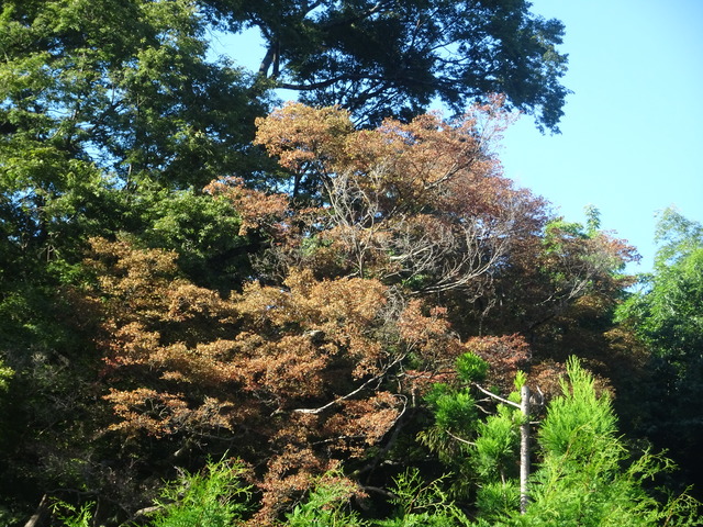 枯れた紅葉　夏 (3)