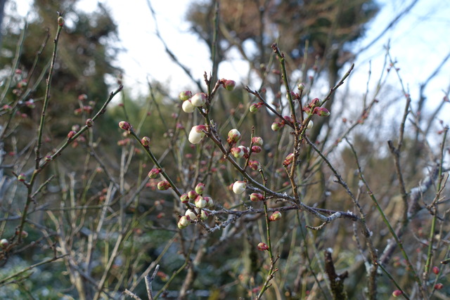 梅　白梅　花　ちらほら (4)