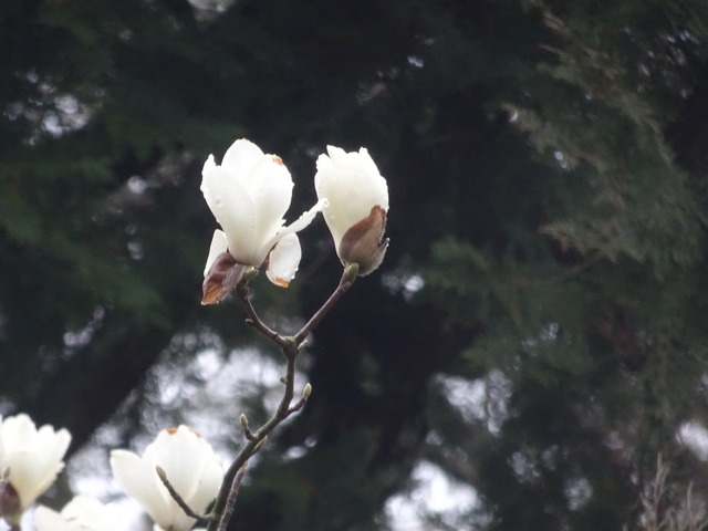 木蓮　白　開花 (3)