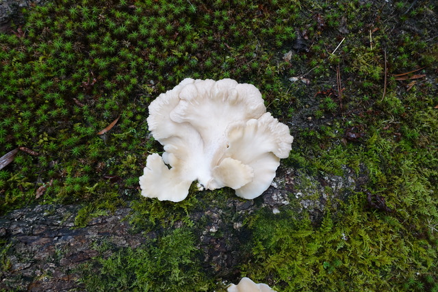 キノコ　雨後のキノコ (8)