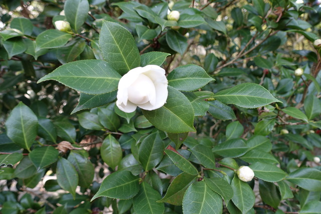 椿　白　花咲き始め　黒門 (4)