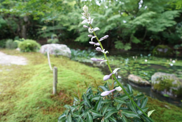 ギボシ　庭池の北　紅葉の下 (3)