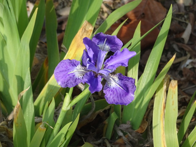 イチハツ　花　日本庭園 (3)