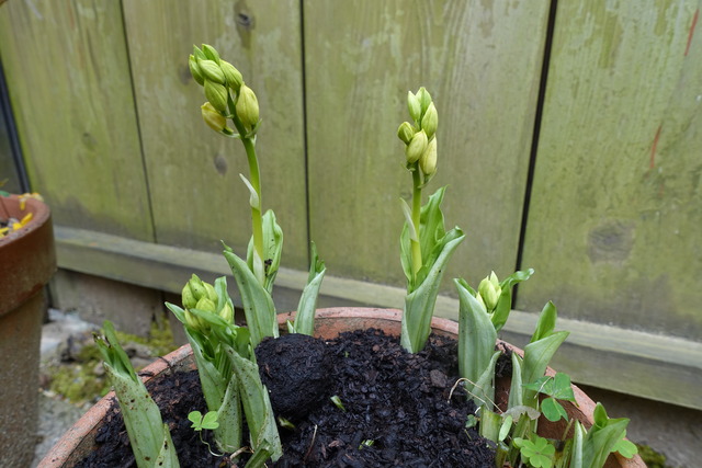 エビネ　鉢　裏庭 (2)