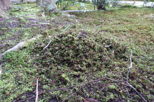 ハイゴケ　除去（掃除） (4)