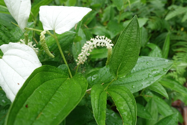 半夏生　葉白　花 (7)