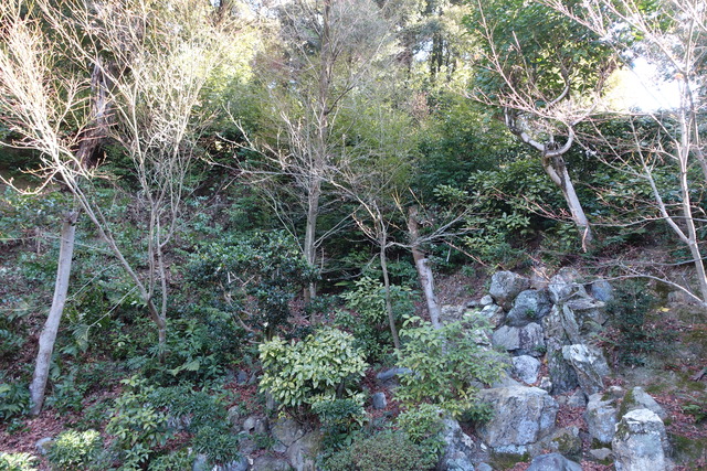 2501庭（池北・東）　伐採・掃除 (2)