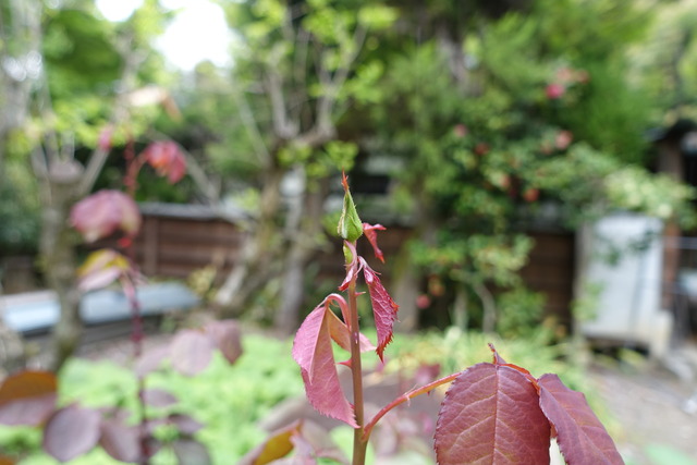 バラ　紅　花芽　裏庭 (3)