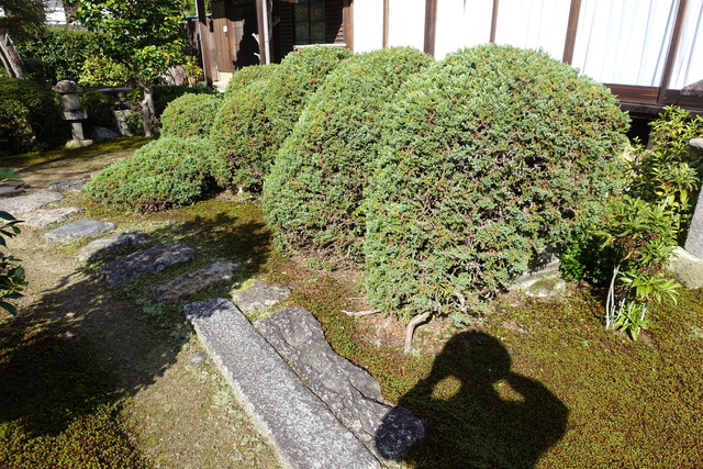 庭　手水鉢　ハイビャクシン (5)