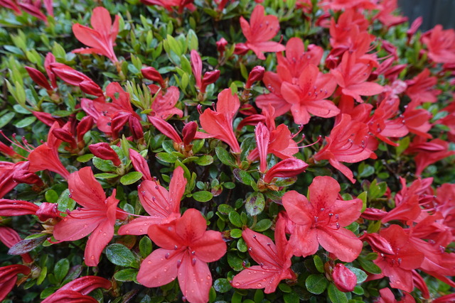 ツツジ　霧島　紅　満開　山門 (4)