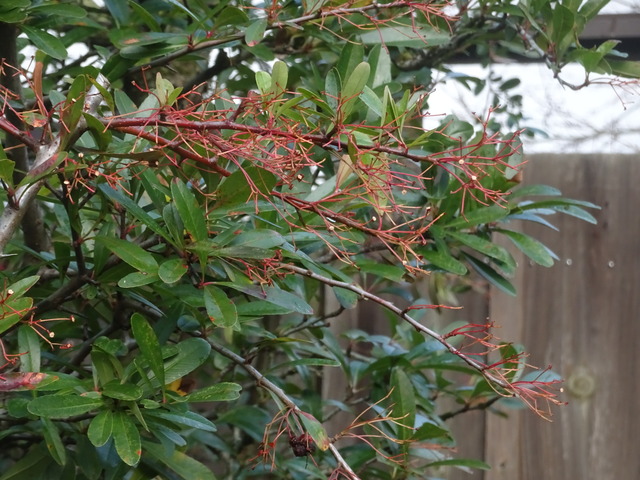 ピラカンサ　実無し (3)