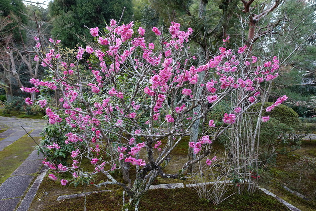 梅　紅梅　満開 (1)