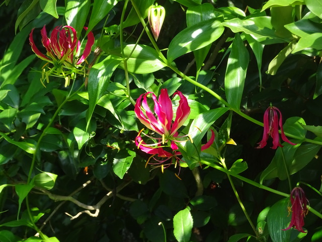 ゲゲゲの鬼太郎　グロリオサ　花 (1)